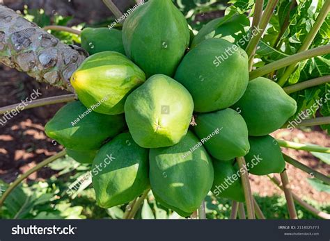 2,084 Unripe Papaya Stock Photos, Images & Photography | Shutterstock