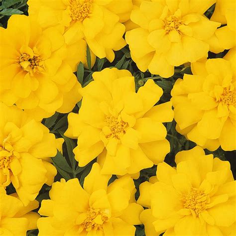 French Marigold Flower Garden Seeds Durango Series Yellow 1000 Seeds Annual Flower