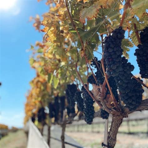 Terra De Bons Vinhos Caf S E Azeites Esp Rito Santo Do Pinhal Brilha