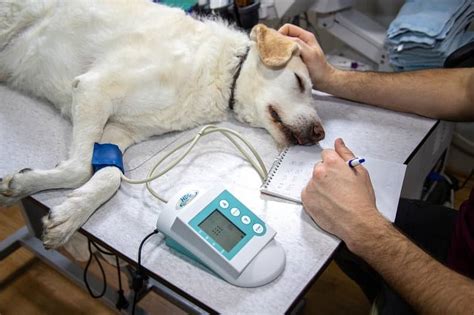 Melanoma Oral En Perros Qu Es Causas S Ntomas Diagnostico Y