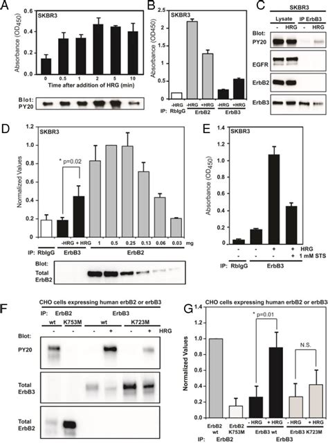 Figure 1 From Erbb 3 Is An Active Tyrosine Kinase Capable Of Homo And Hetero Interactions 2 3