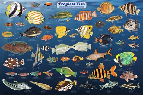 Tropical Fish: Tropical Fish Life