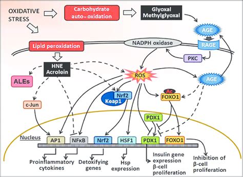 Oxidative Stress Signaling Pathway