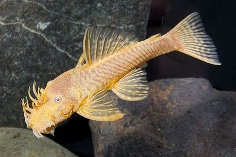 Albino Bristlenose Plecostomus Ancistrus Sp Temmencki Aquarium