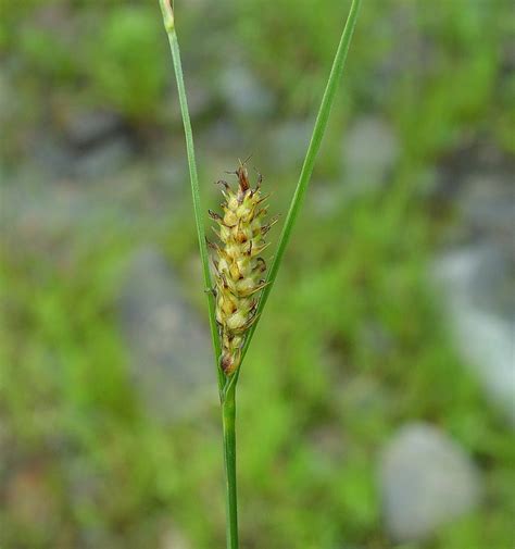 Carex Pellita Woolly Sedge Go Botany