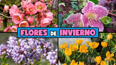 10 PLANTAS Con FLORES Que CRECEN EN INVIERNO YouTube