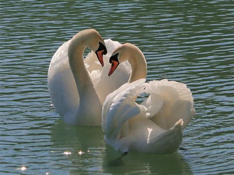 swan pair lake ontario   amazing mating dance  hav flickr