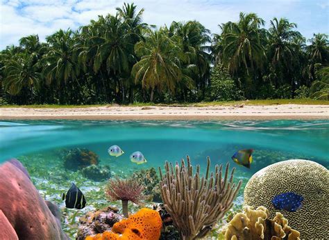 Tahiti Bora Bora Tropical Island Underwater 2k Snorkel Sand