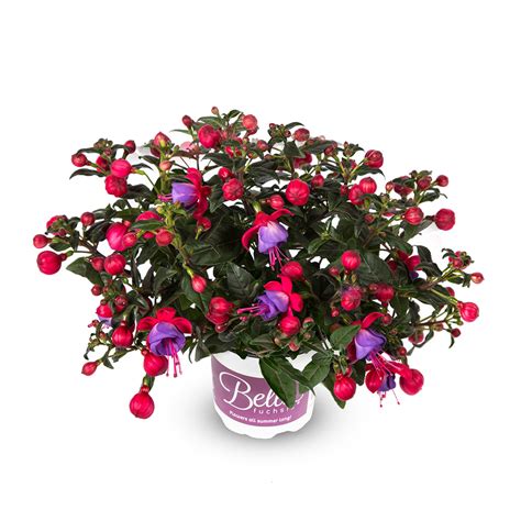 Bella Fuchsia Susanna