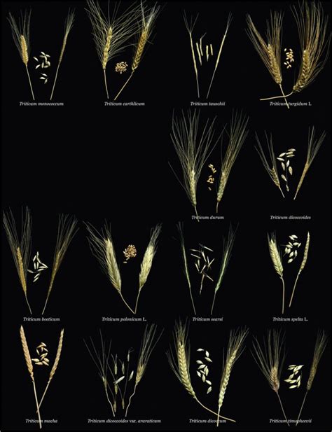 Figure1 - Mapping Ignorance