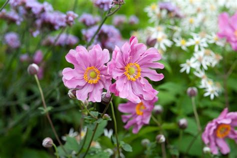 How To Grow Japanese Anemones Bbc Gardeners World Magazine