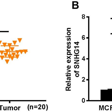 Snhg Expression Was Increased In Bc Tissues And Cells The Expression