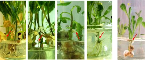 Table 1 From In Vitro Plantlet Regeneration From Nodal Explant And Callus Induction Of Vernonia