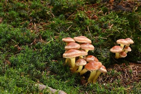 Mushrooms Velvet Foot Calves Root Free Photo On Pixabay