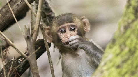 Monkey Breeding Warehouse In Bainbridge Georgia Sees Pushback