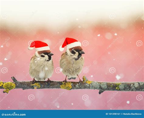 Two Funny Little Birds In Festive Christmas Hats Sitting On A Br Stock