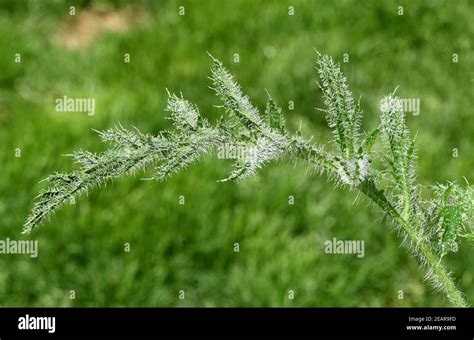 Tuerkischer Mohn Hi Res Stock Photography And Images Alamy