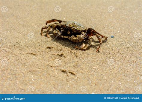 A Beautiful Crab Crawl On The Coast Of The Black Sea Stock Photo