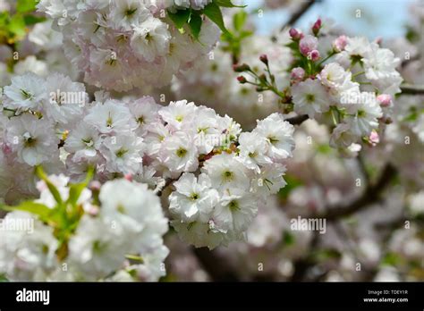 Japanese cherry blossoms Kyushu cherry blossoms Stock Photo - Alamy