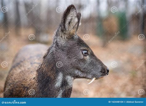 Siberian Musk Deer, a Rare Pair Hoofed Animal with Fangs Stock Photo - Image of conservation ...