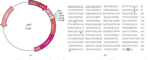 Figure 1 from Generation of a Chinese Hamster Ovary Cell Line Producing ...