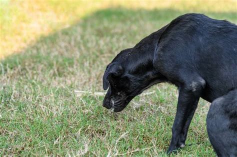 Le lymphome du chien symptômes traitement espérance de vie