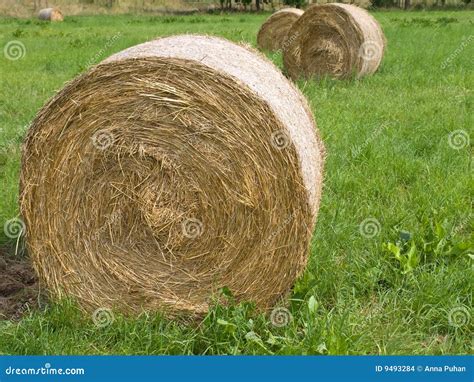 Harvested Rolls Of Straw On Farmland Stock Photo Image Of Meadow