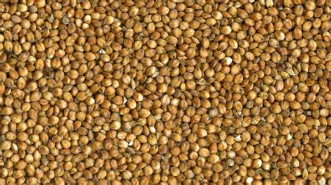 Cattle Feed Sorghum Packaging Type Bulk Four Season Exports