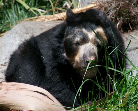 Spectacled Bear Bear Legend Spectacled Bear Bear Black Bear