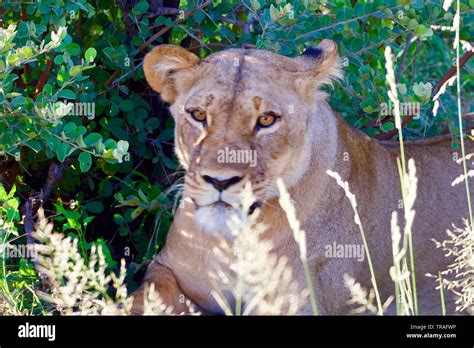 Lioness Close Ups In The Savute Stock Photo Alamy