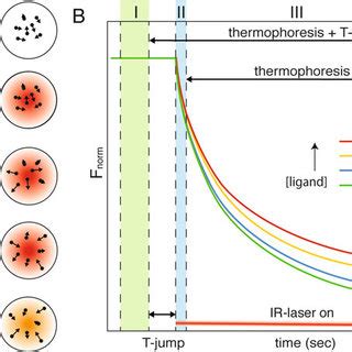 Pdf Microscale Thermophoresis Analysis Of Chromatin Interactions