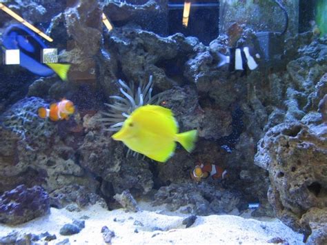 Finding nemo fish aquarium - myteindi