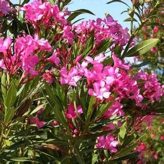 Bunga jepun pink, putih oleander/oleandra/bunga metega | Shopee Indonesia