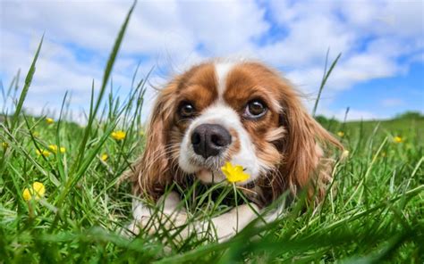 cavalier king charles spaniels health issues Archives - Canna-Pet®