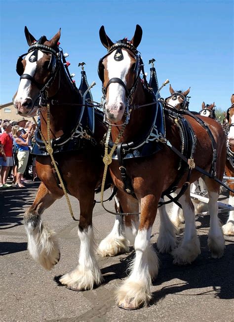 In The News – Mesa Market Place