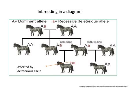 Inbreeding | PPT