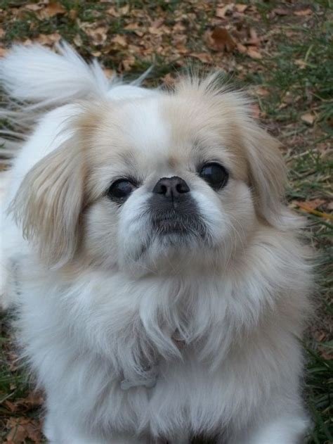 White Pekinges Face Photo Pekingese Puppies Pekingese Pekingese Dogs