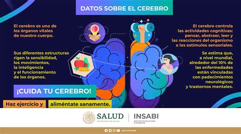 Insabimx El Cerebro Es Un órgano Vital Que Forma Parte