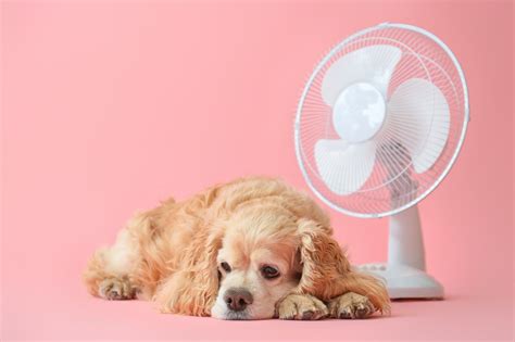 Canicule Signes Dun Coup De Chaleur Chez Le Chien