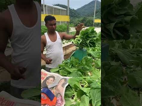 Watched Kg Choy Sum Cut Just For Me Agrotech Gopeng Gopeng Farm