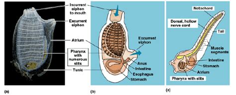 Biology Biological Adaptations For Tunicates To Become Terrestrial