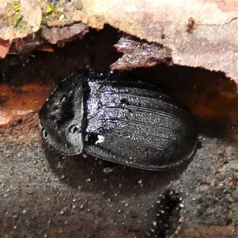 Schwarzer Schneckenj Ger Als Opfer Von Biber Schwarzer Sch Flickr