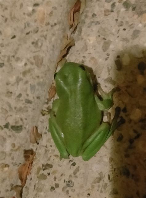 Australian Green Tree Frog From Carina Qld Australia On December