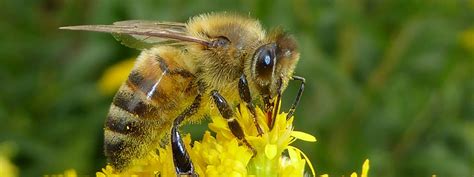 A Consulta P Blica La Protecci N De Abejas Y Polinizadores En Europa