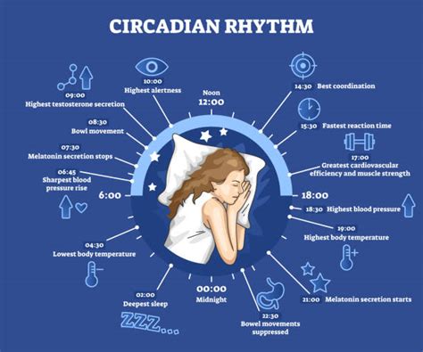 Circadian Rhythm Stock Photos, Pictures & Royalty-Free Images - iStock