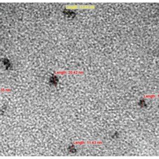 Transmission Electron Microscopy Showing The Morphology Of