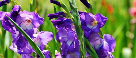 10 bulbes à floraison estivale à planter au printemps