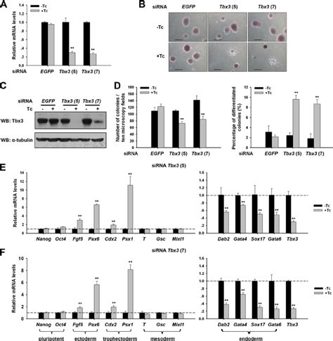 Knockdown Of Tbx Compromises Esc Self Renewal And Exen Lineage