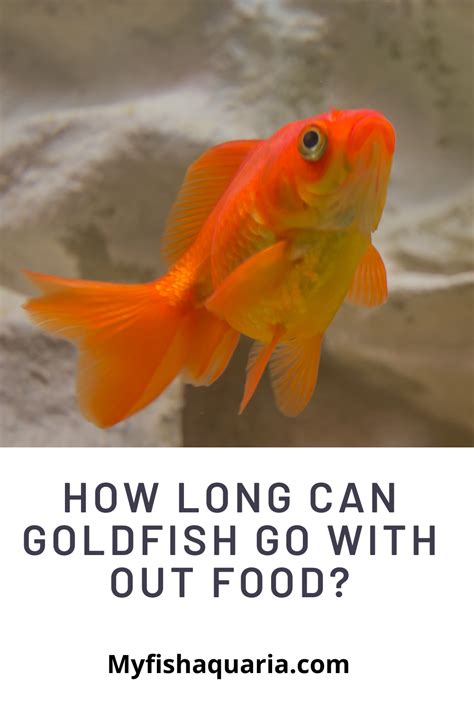 How Long Can Goldfish Can Go Without Food In 2021 Fish Care