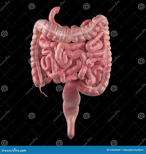 The Intestines Stock Illustration Illustration Of Human